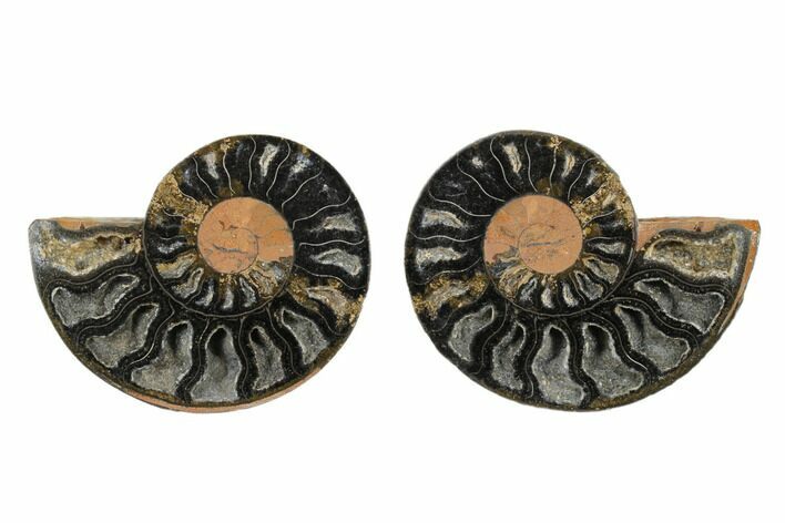 Cut/Polished Ammonite Fossil - Unusual Black Color #165636